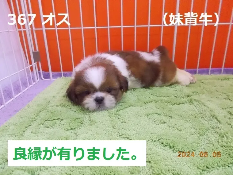 367 オス 妹背牛（もせうし）