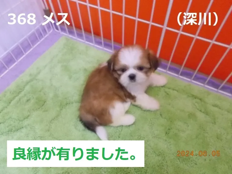 368 メス 深川（ふかがわ）