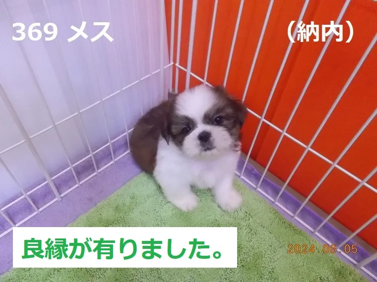 369 メス 納内（おさむない）