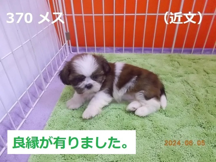 370 メス 近文（ちかぶみ）