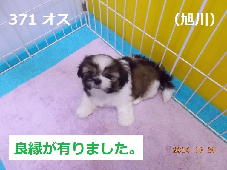 371 オス 旭川（あさひかわ）