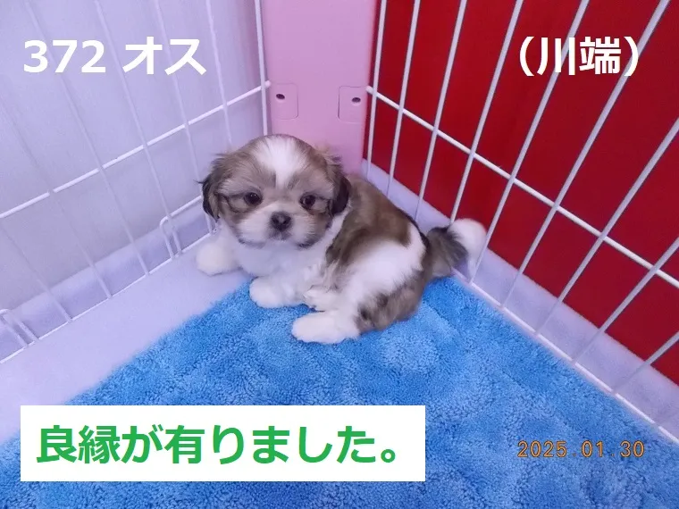 372 オス 川端（かわばた）