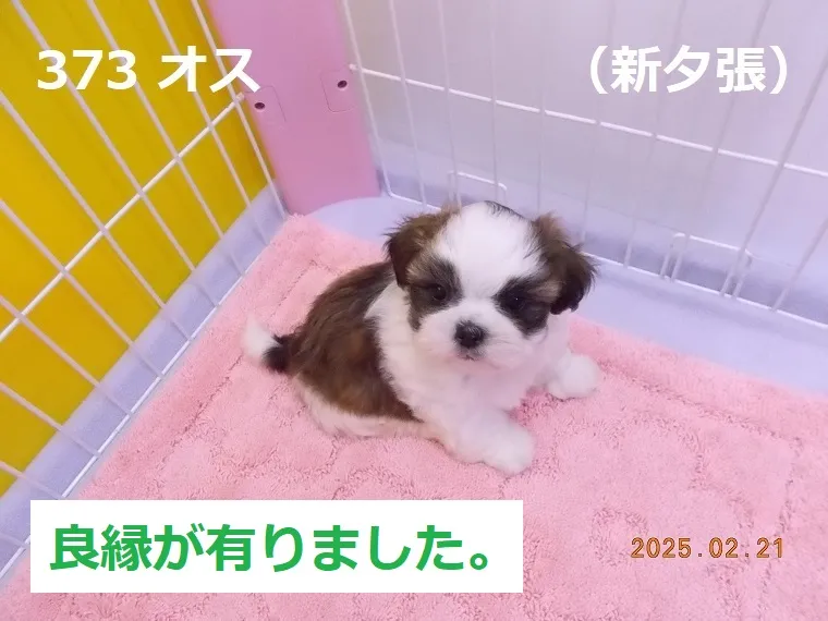 373 オス 新夕張（しんゆうばり）