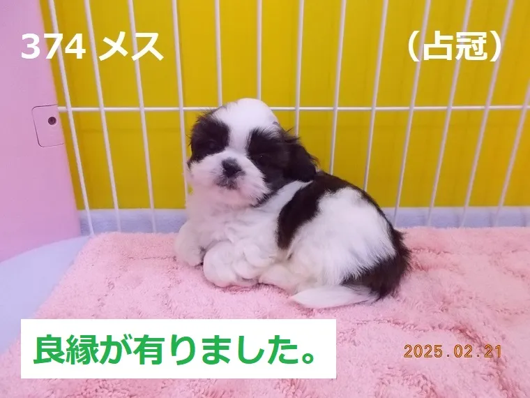 374 メス 占冠（しむかっぷ）