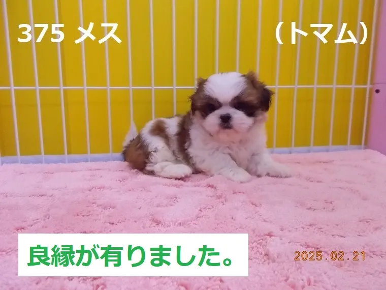 375 メス トマム