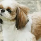 小型犬