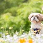 シーズーについて