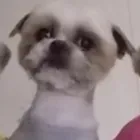 ペットショップ