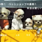 交配、保証について