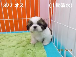 前