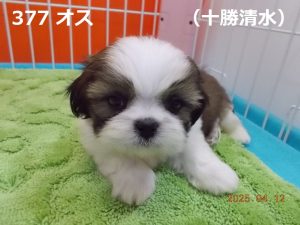 顔大