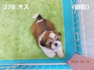 前