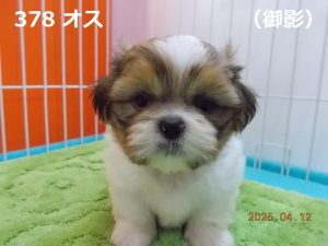 顔大