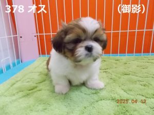 顔中