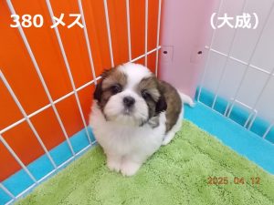 目