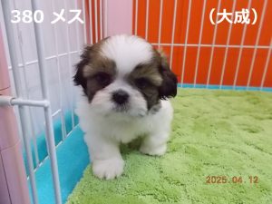 顔中