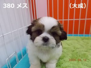 顔大