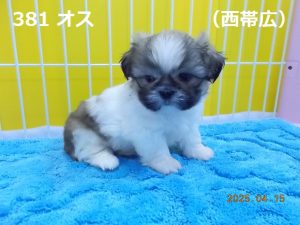 顔小