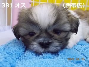 顔大