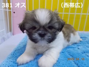 伏せ前