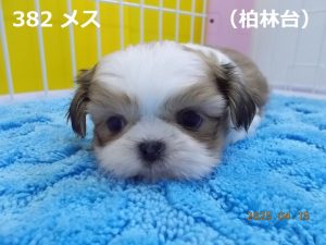 顔大