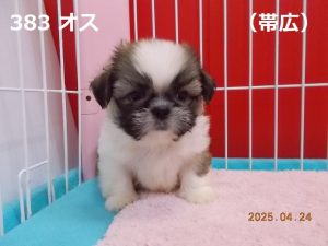 前