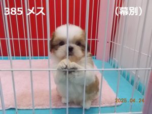 前足