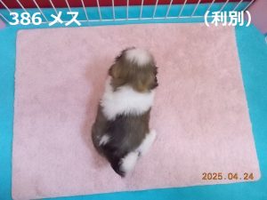 後ろ