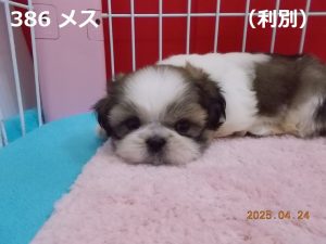 顔中
