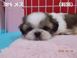 顔大