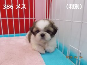前
