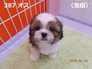 顔大