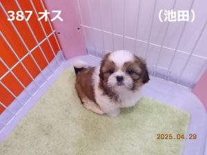 顔