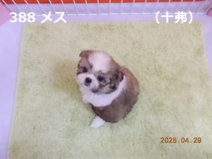 顔