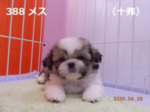 前伏せ