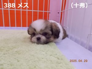 伏せ顔