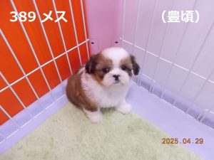 顔小