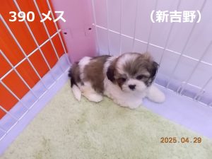 伏せ
