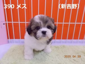顔大