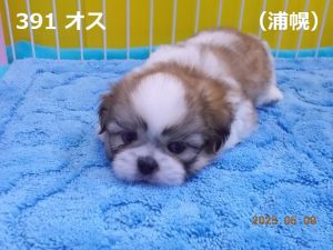 顔