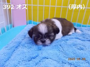 顔中