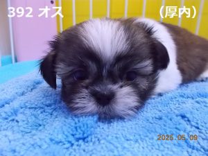 顔大