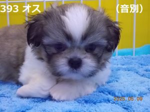 顔大