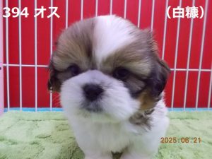 顔大