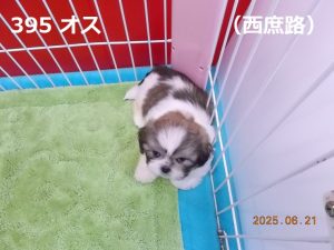 前伏せ