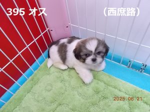顔