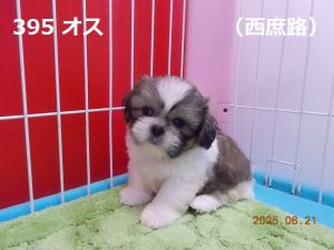 顔左