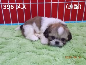 伏せ
