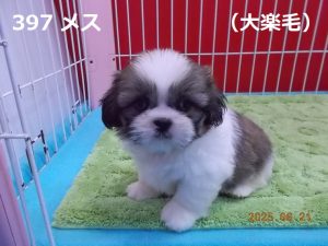 顔中