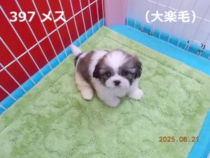 前